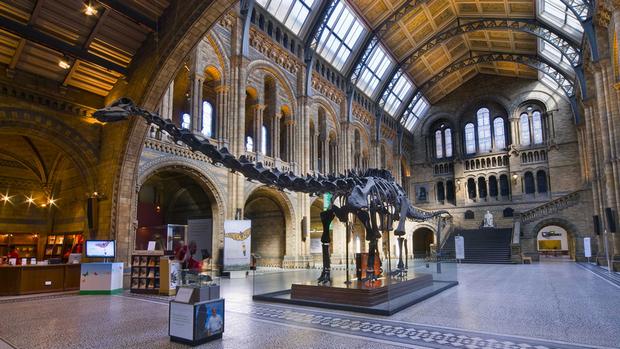 أفضل 5 انشطة في متحف التاريخ الطبيعي في لندن انجلترا
