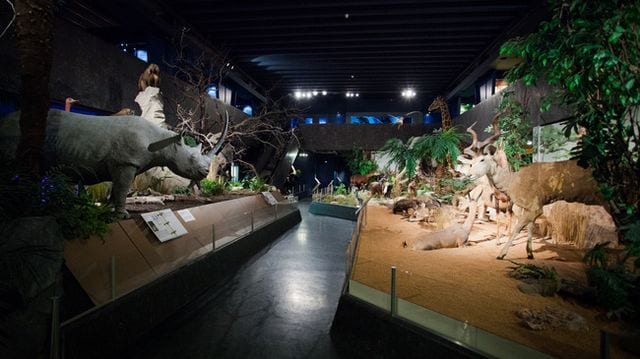 اهم 4 انشطة في متحف التاريخ الطبيعي في جنيف سويسرا