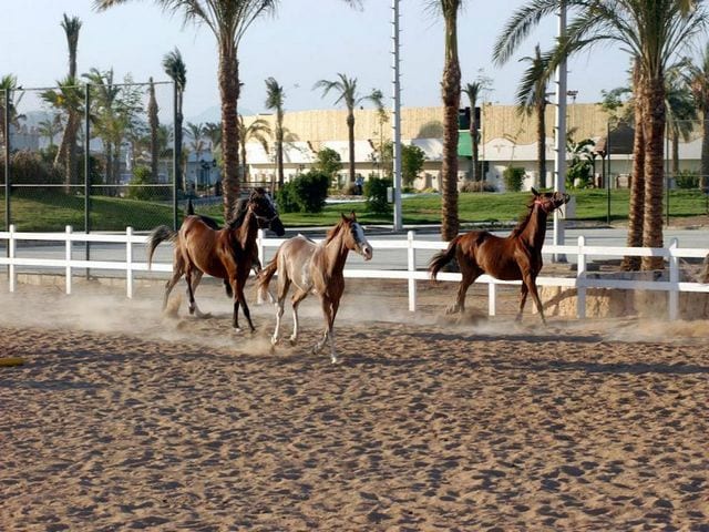 فندق كونكورد السلام الرياضى شرم الشيخ فندق كونكورد السلام الرياضى شرم الشيخ