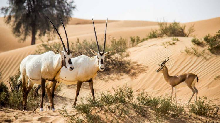 أفضل 4 انشطة في محمية دبي الصحراوية الامارات