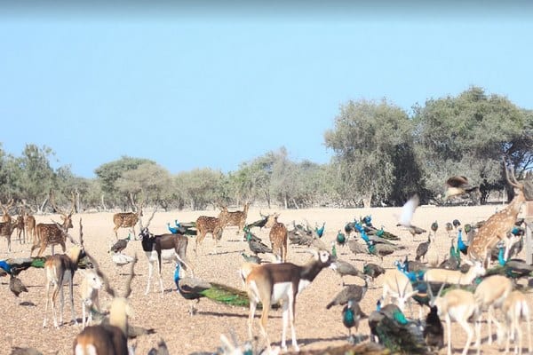 جزر في دولة الامارات جزر في دولة الامارات