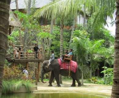 حديقة الفيلة في لومبوك - إندونيسيا