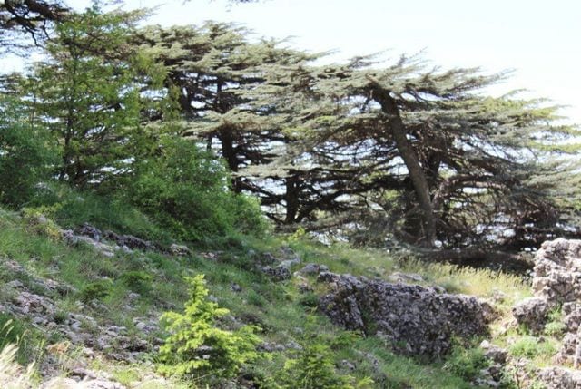 Georges maps اجمل الاماكن الطبيعية في لبنان