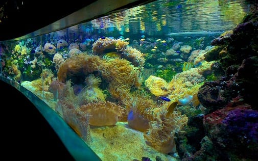 معرض الحاجر المرجاني العظيم في أكواريوم الحياة البحرية