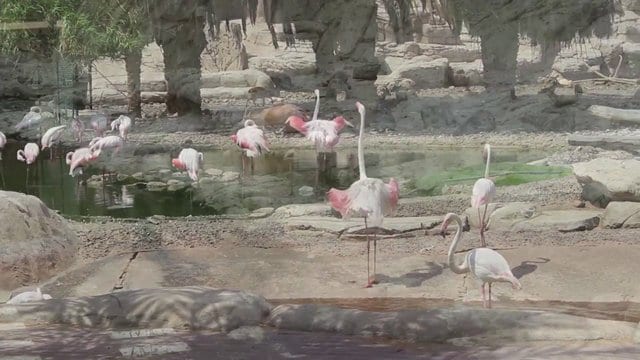 اجمل 7 انشطة في منتزه الصحراء بالشارقة الامارات
