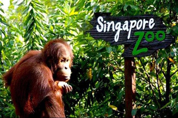 حديقة حيوانات سنغافورة من اجمل الاماكن السياحية في سنغافورة
