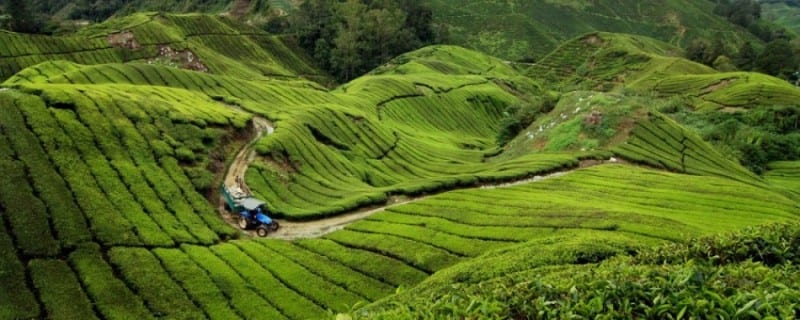 أفضل 4 أنشطة في مزارع الشاي كاميرون هايلاند