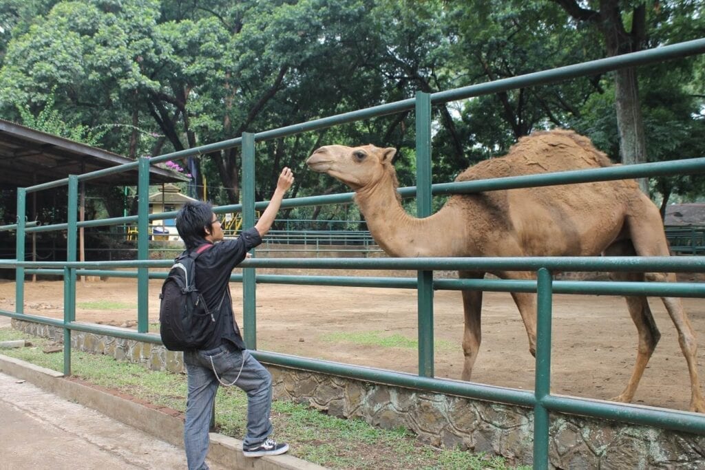 حديقة حيوانات باندونق اندونيسيا