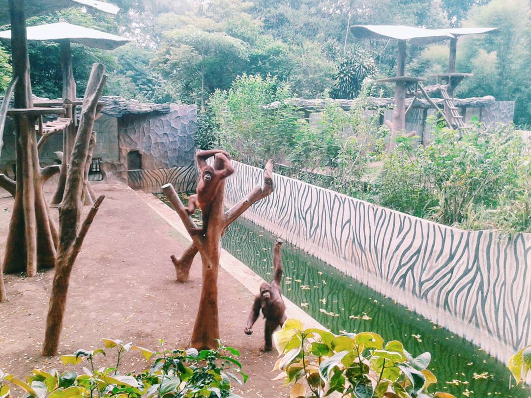 حديقة الحيوانات في باندونق اندونيسيا