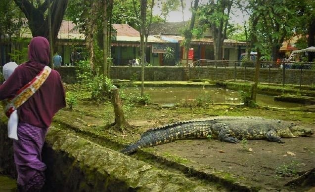 حديقة حيوانات في باندونق اندونيسيا