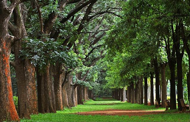 أفضل 5 انشطة عند زيارة حديقة كوبون في بنجلور الهند