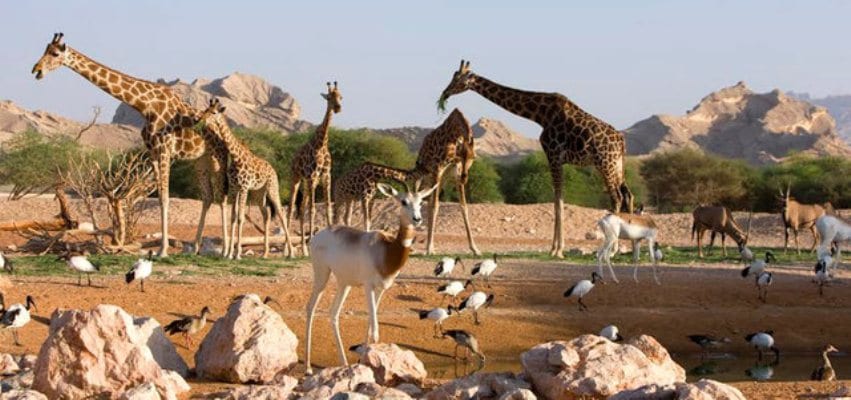 حديقة حيوانات دبي من اشهر حدائق دبي الامارات