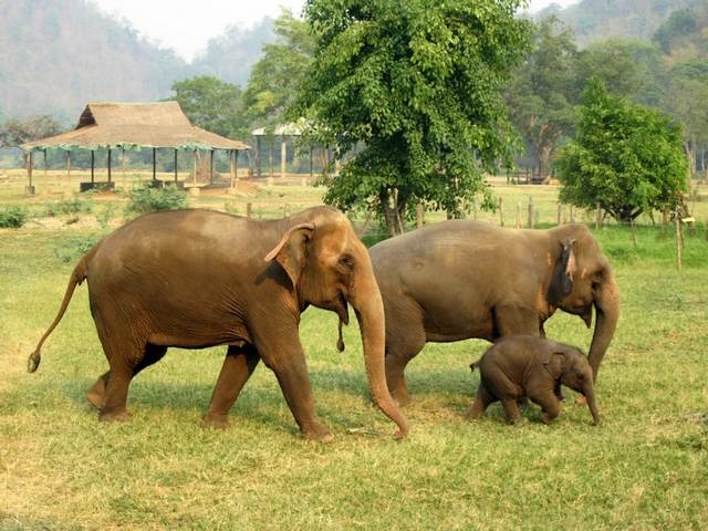 أفضل 4 انشطة عند زيارة حديقة الفيلة في شنغماي تايلاند