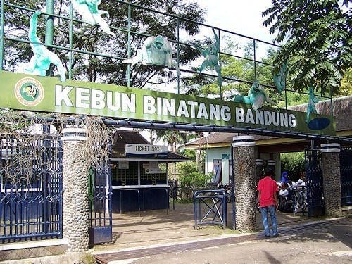 أفضل 5 انشطة في حديقة حيوانات باندونق اندونيسيا