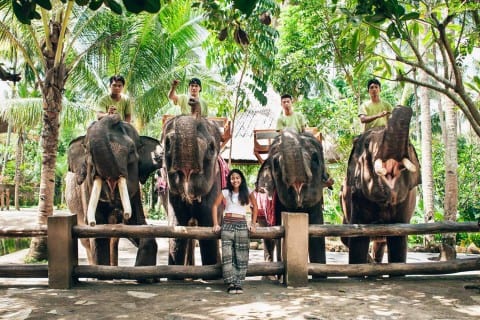 أفضل 4 أنشطة في حديقة الفيلة في لومبوك