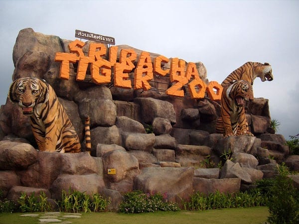 Tiger Zoo In Pattaya Thailand 1 - أفضل 5 أنشطة في حديقة النمور في بتايا تايلاند