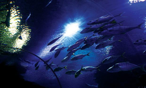 أفضل 5 أنشطة في عالم تحت الماء لنكاوي