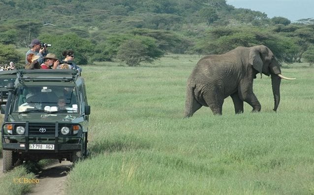 تكلفة السفر الى تنزانيا - السياحة في تنزانيا محمية سيلوس