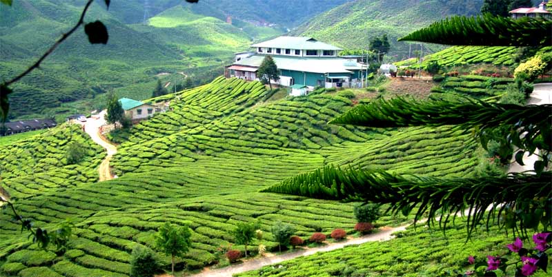 مزارع الشاي في كاميرون هايلاند بماليزيا