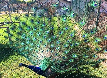 الطاووس في حديقة حيوانات سامسون