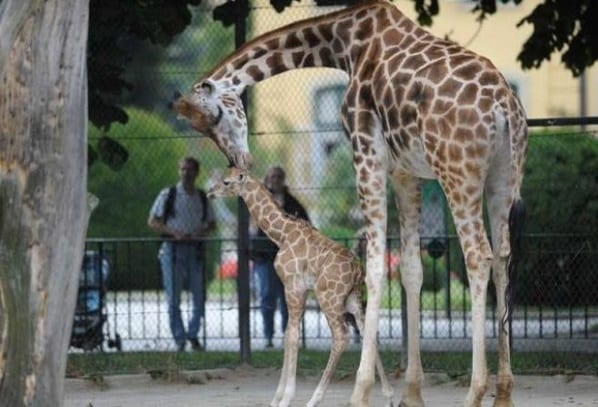 حديقة حيوانات شونبرون من الاماكن السياحية في فيينا