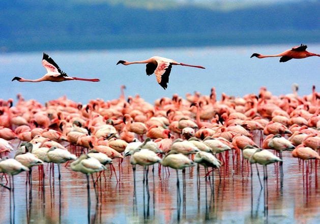 السياحة في تنزانيا بحيرة منيارة