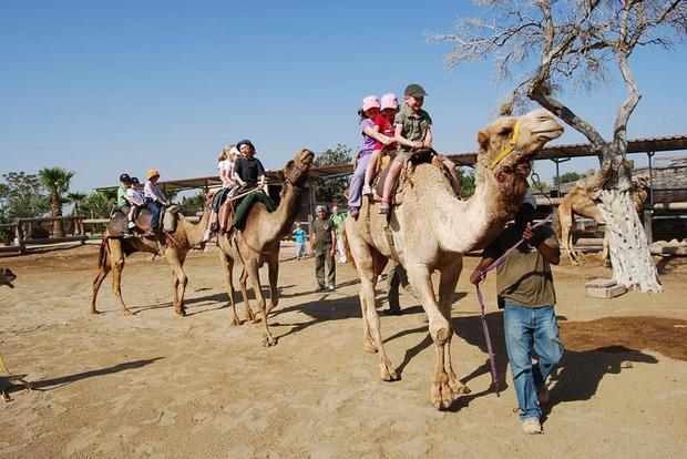 السياحة في لارنكا حديقة الجمل من اهم الاماكن السياحية في مدينة لارنكا القبرصية