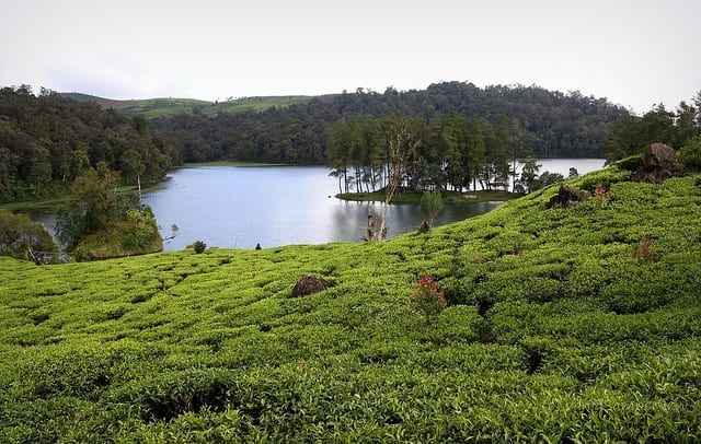 بحيرة بجانب مزارع الشاي في تشيبودي