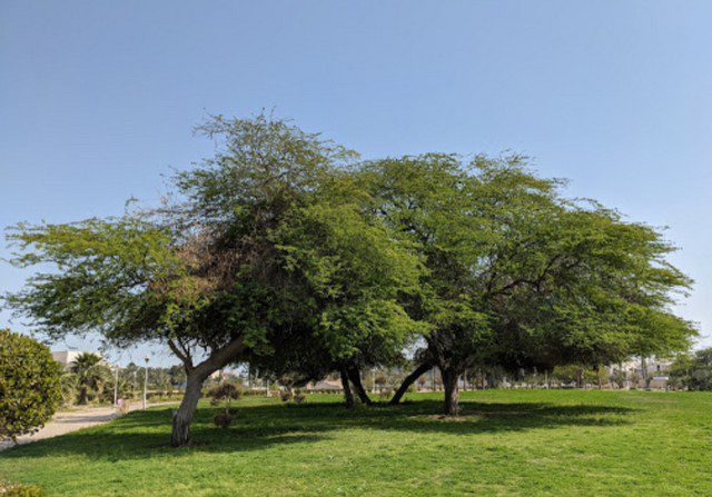 حديقة الصداقة والسلام الكويت