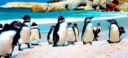 أفضل 6 أنشطة في شاطئ بولدرز في كيب تاون جنوب افريقيا