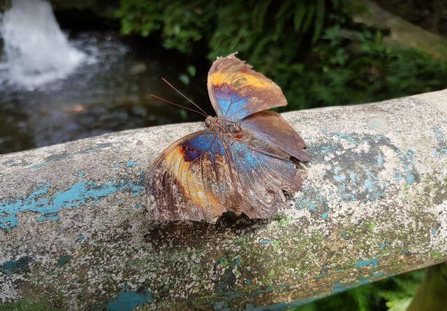حديقة الفراشات في كوالالمبور من أفضل المزارات بماليزيا