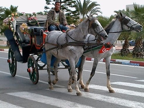 عربة الخيل في قرطاج لاند في الحمامات