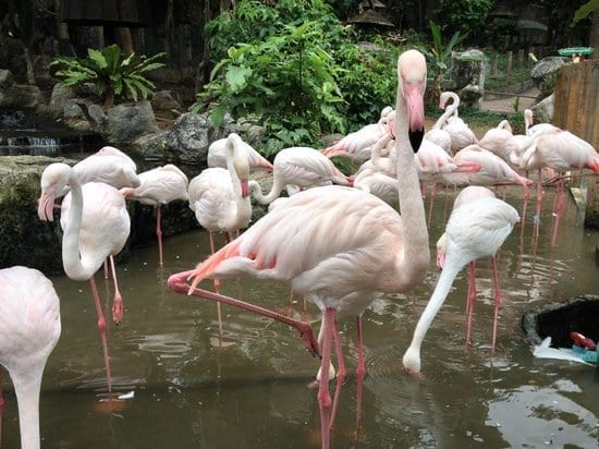 حديقة الحيوانات من أفضل الاماكن السياحية في شنغماي 