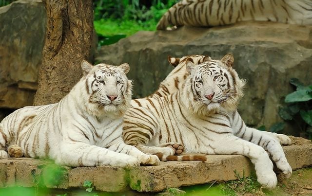حديقة حيوانات شنغماي 