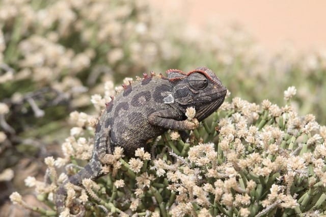 صحراء ناميب