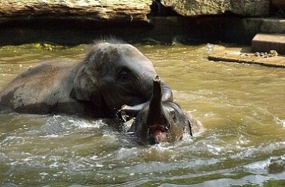 حمام الفيلة في حديقة الحيوانات في روتردام