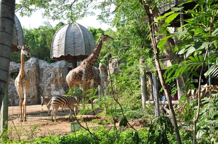 حديقة حيوانات دوسيت من أفضل الاماكن السياحية في بانكوك تايلاند
