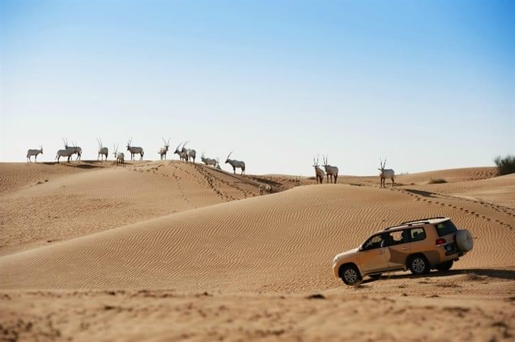 محمية دبي الصحراوية من أفضل الاماكن السياحية في دبي