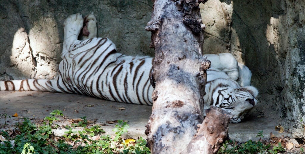 حديقة الحيوانات في بانكوك