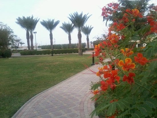 حديقة الفيروز ينبع