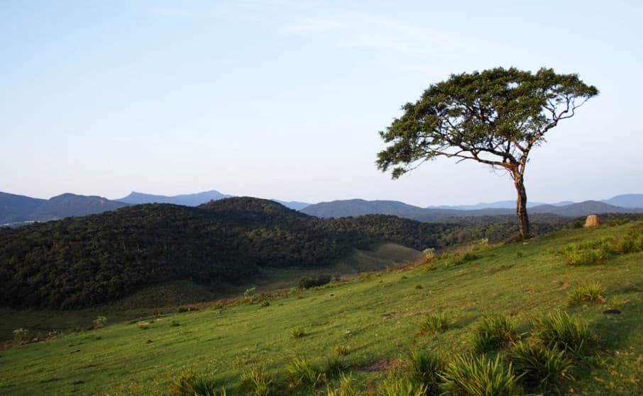 حديقة هورتون بلينز الوطنية في نوراليا سريلانكا