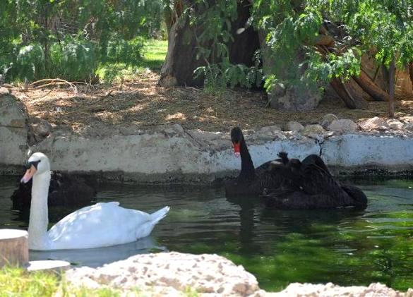 البجعة السوداء في حديقة حيوانات الكويت