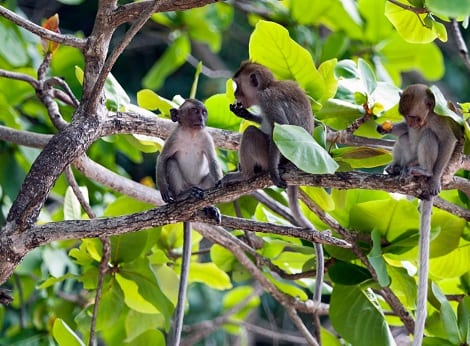 المنطقة المحيطة بشاطئ القرد في كرابي