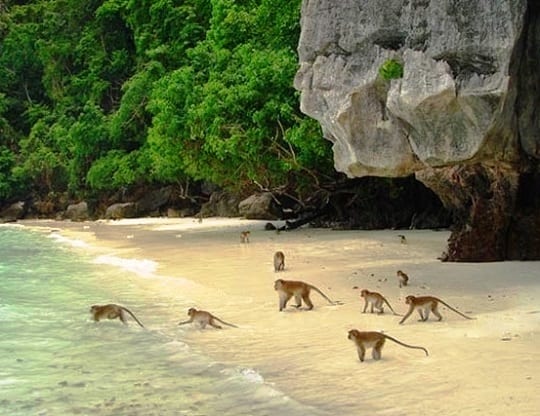 مشهد من شاطئ القرد في كرابي