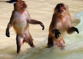 أفضل 5 أنشطة في شاطئ القرد في كرابي