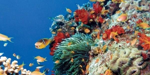 معرض الاحياء البحرية في العقبة