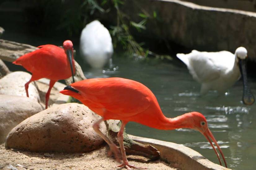 حديقة الحيوان الوطنية في مدينة كولومبو سريلانكا