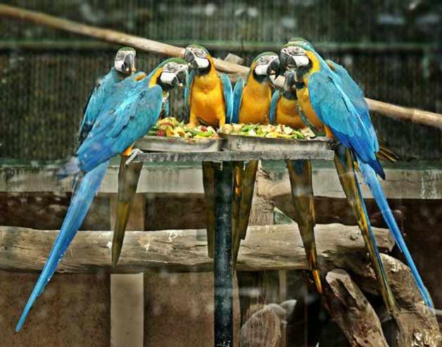 حديقة حيوان في دلهي