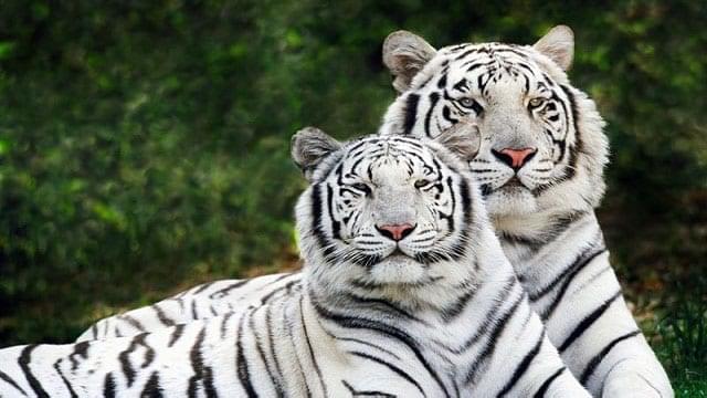أفضل 4 أنشطة في حديقة الحيوان الوطنية نيودلهي الهند