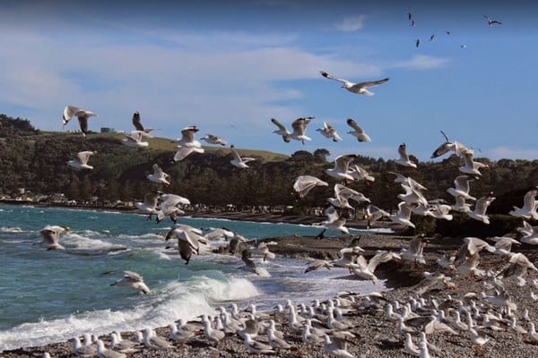 New Zealand Islands Kaikoura 1 - أفضل 8 من جزر نيوزيلندا السياحية التي ننصحكك بزيارتها